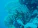 fan coral 2.jpg